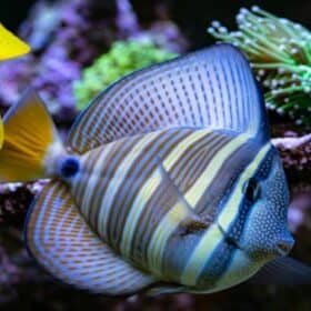 Sailfin Tang