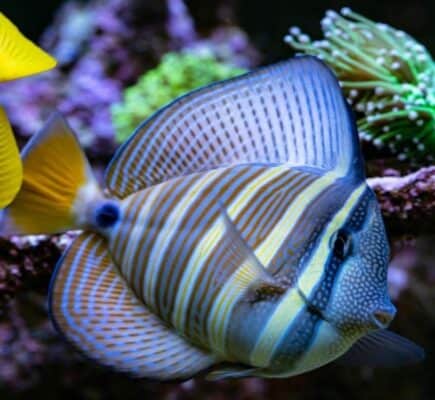 Sailfin Tang