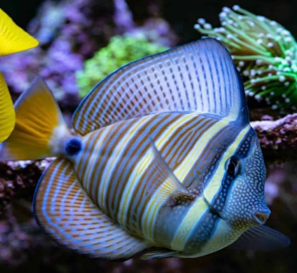 Sailfin Tang Mi Arrecife