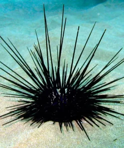 Longspine Urchin, Black