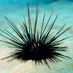 Longspine Urchin, Black