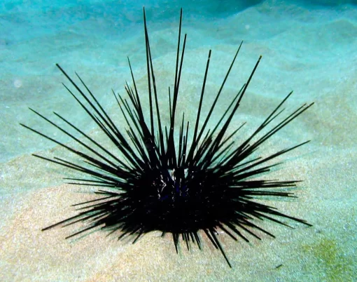 Longspine Urchin, Black