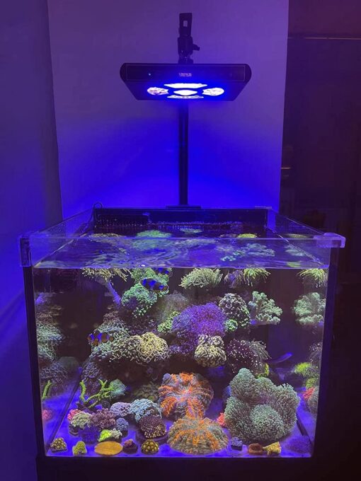 Coral Reef Light