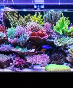 All Corals