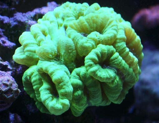 NEON GREEN CANDY CAN