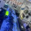 Aquarium Maintenance