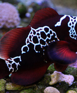 Lighting Maroon Clownfish