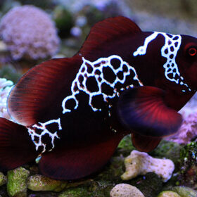 Lighting Maroon Clownfish