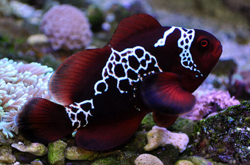 Lighting Maroon Clownfish