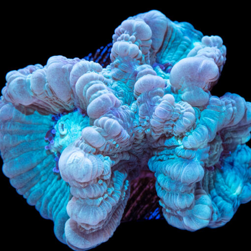TEAL CANDY CAN