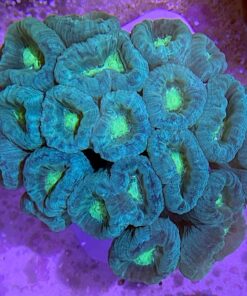 Two Tone Green Candy Coral