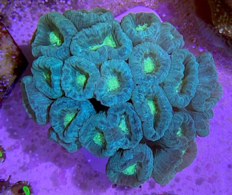Two Tone Green Candy Coral