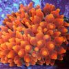 Bubble Anemone - Red (Entacmaea quadricolor)