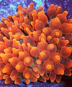 Bubble Anemone - Red (Entacmaea quadricolor)