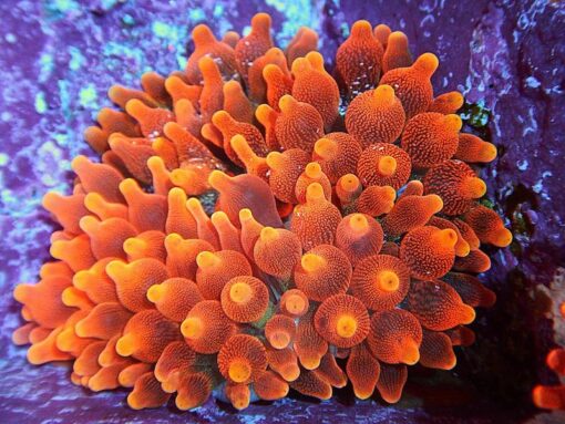 Bubble Anemone - Red (Entacmaea quadricolor)