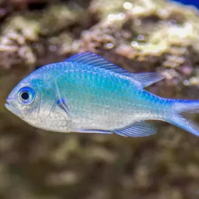 Blue Green Chromis