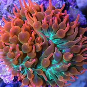 Bulb Anemone (Entacmaea Quadricolor)