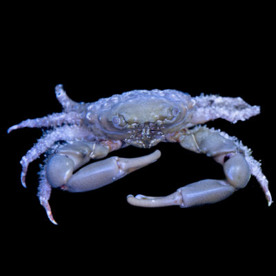 Emerald Crab