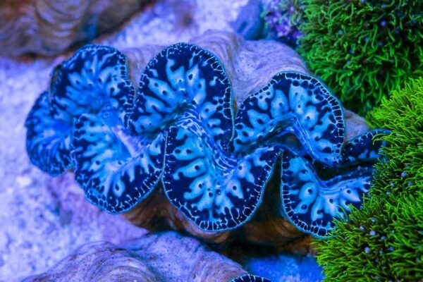 TRIDACNA MAXIMA (ULTRA BLUE)