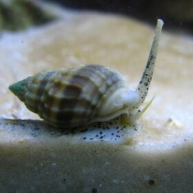Nassarius Snail
