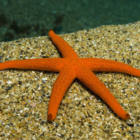 Red Starfish