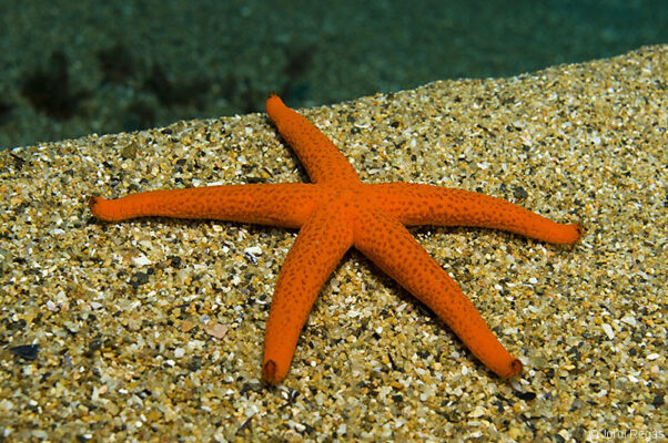 Red Starfish