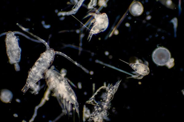 Mi Arrecife's Live Phytoplankton