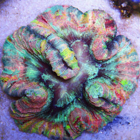 Brain Coral, Trachyphyllia