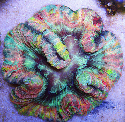 Brain Coral, Trachyphyllia