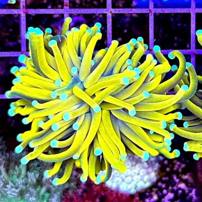Banana Torch - Coral