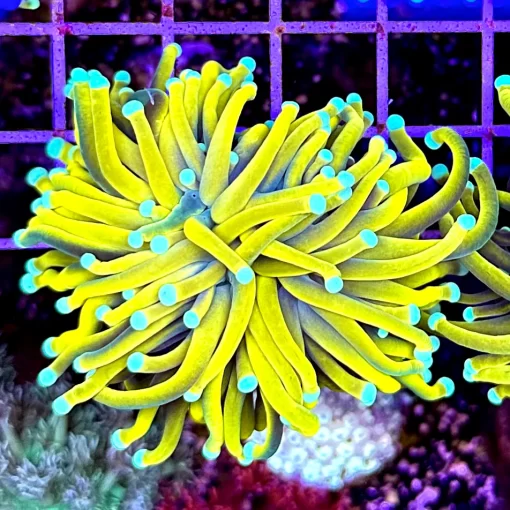 Banana Torch - Coral