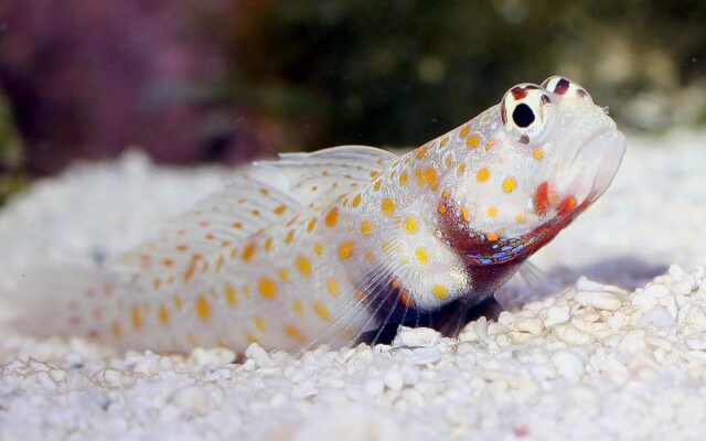 Orange Spotted Goby