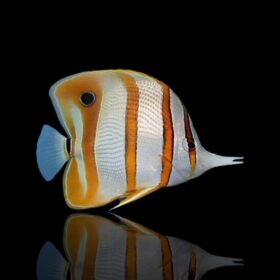 Copperband Butterflyfish