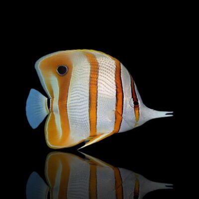 Copperband Butterflyfish
