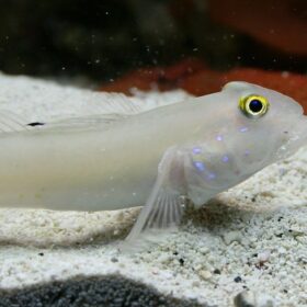 Sleeper Blue Dot Goby