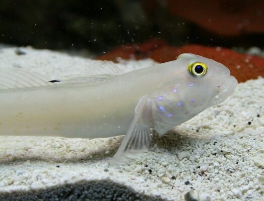 Sleeper Blue Dot Goby
