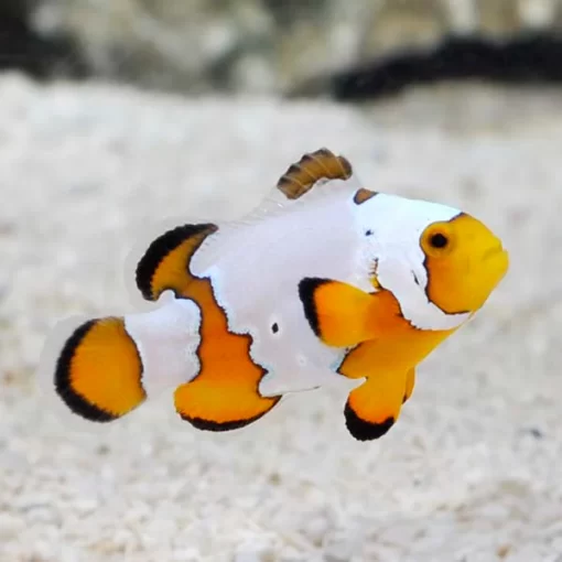 Premium Snowflake Ocellaris