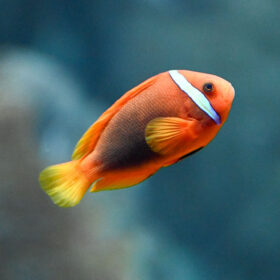 Tomato Clownfish