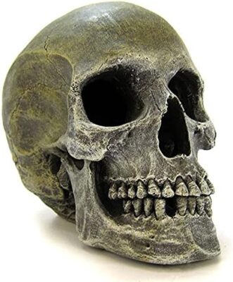 Blue Ribbon Exotic Environments Like Human Skull Ornament
