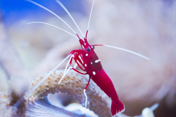 Blood Red Fire Shrimp (Lysmata debelius)