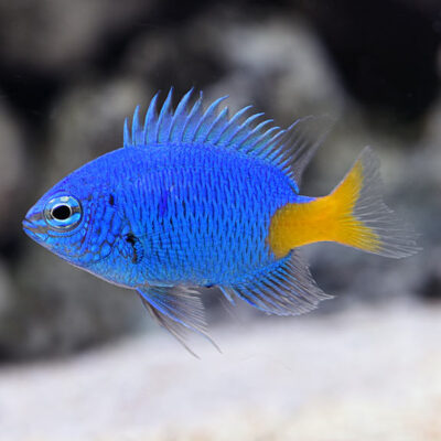 Yellowtail Damsel (Chrysiptera parasema)