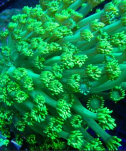 GREEN GONIOPORA