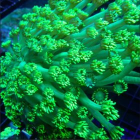 GREEN GONIOPORA