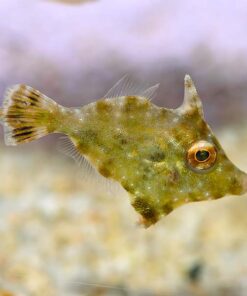 Filefish