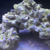 Aquarium Live Rock