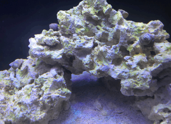 Aquarium Live Rock