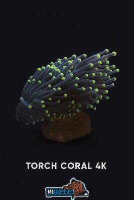 4K Torch - Coral