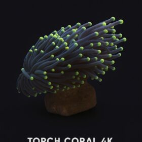 4K Torch - Coral