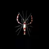 Banded Coral Shrimp