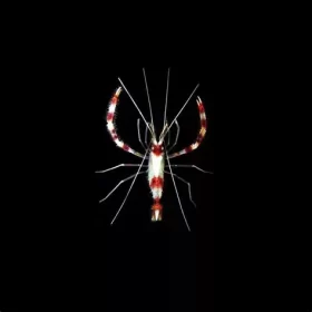 Banded Coral Shrimp